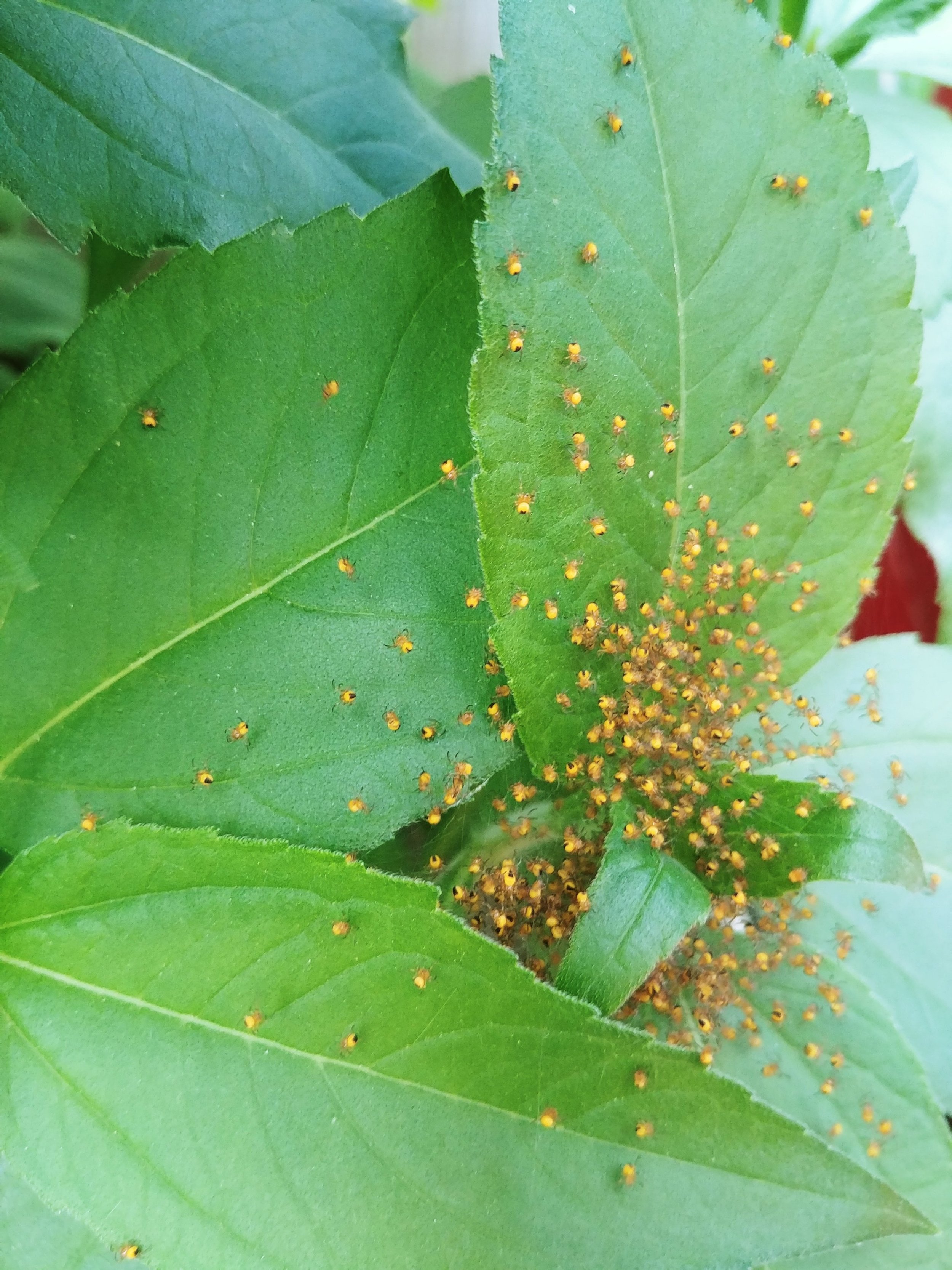 Nature provides the best color choices always 