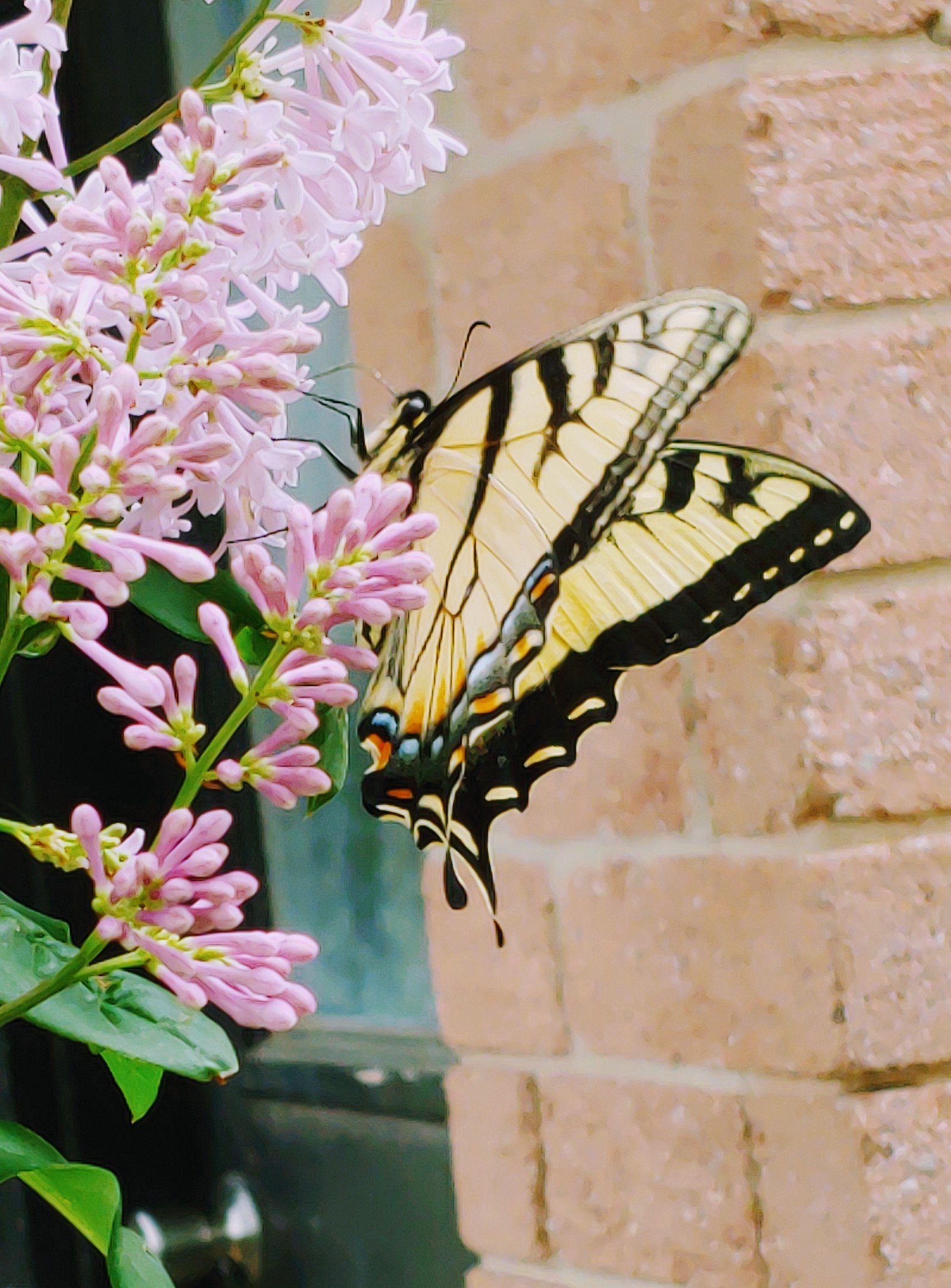 A swallow tail butterfly 😍 on some fresh lilac flowers. Black and gold and pink, wow.