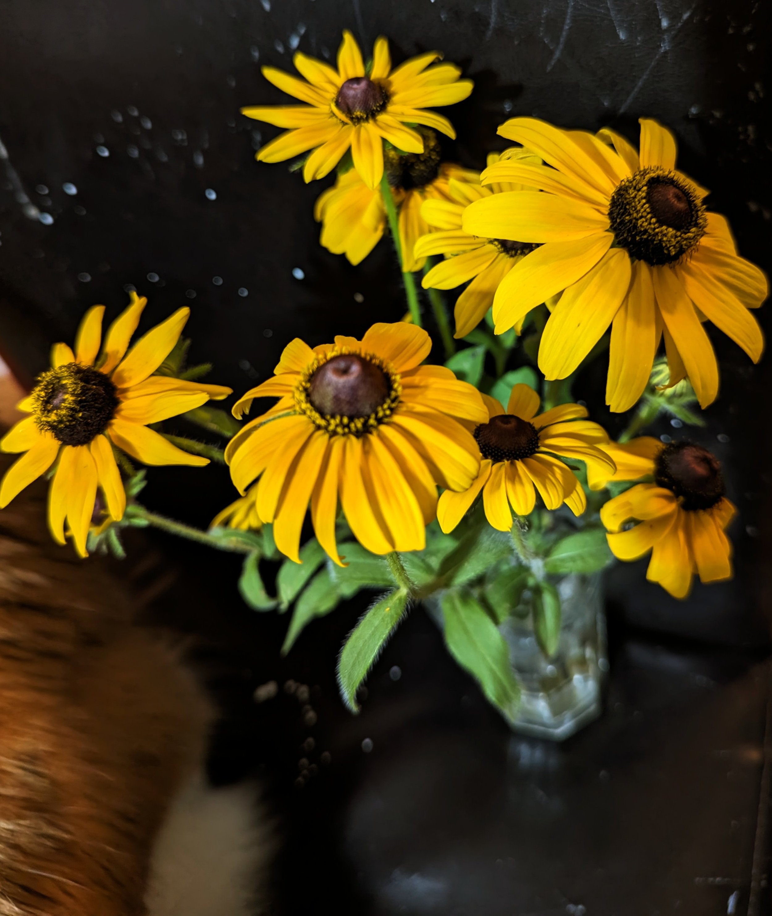 Brown eyed Susan's, from the meadow behind the school.
