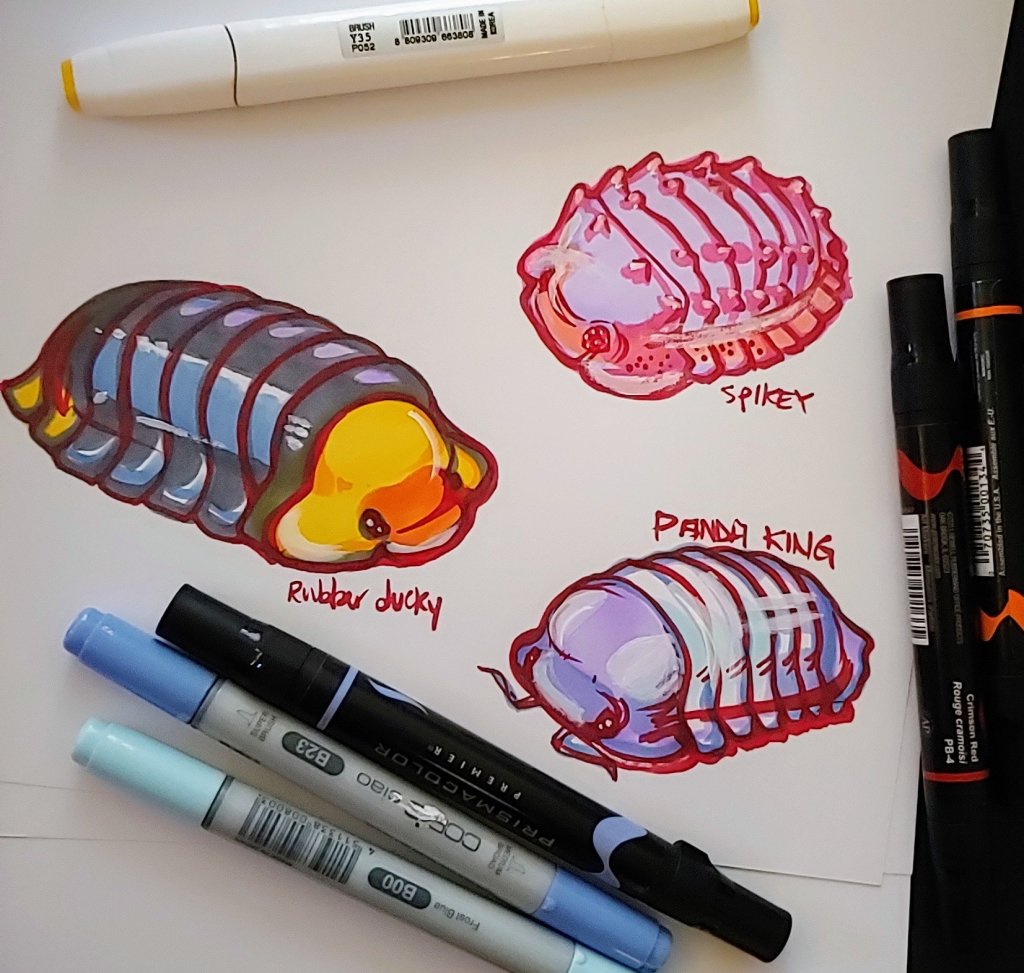 How I view & draw&nbsp;isopods