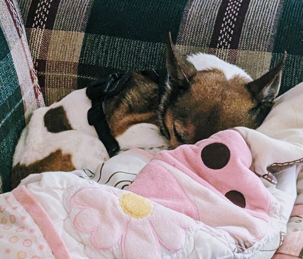 Seasons change, and so do&nbsp;dogs.