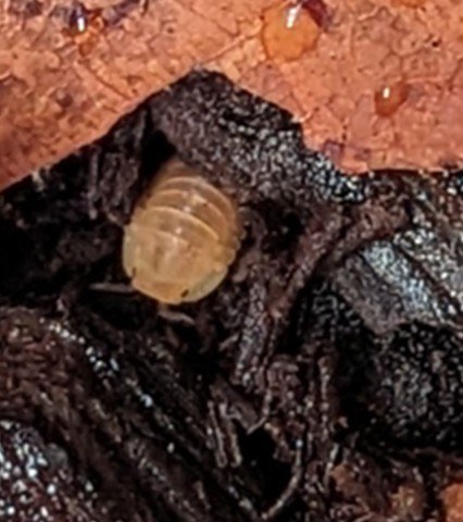 Embrace Goblincore & reject&nbsp;capitalism.