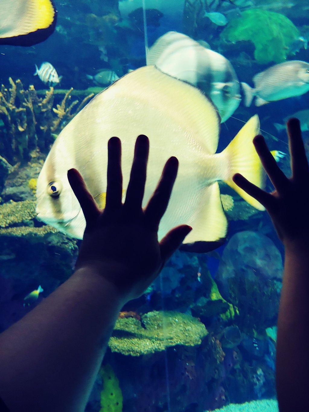 Inspo photo post- Ripley’s&nbsp;aquarium