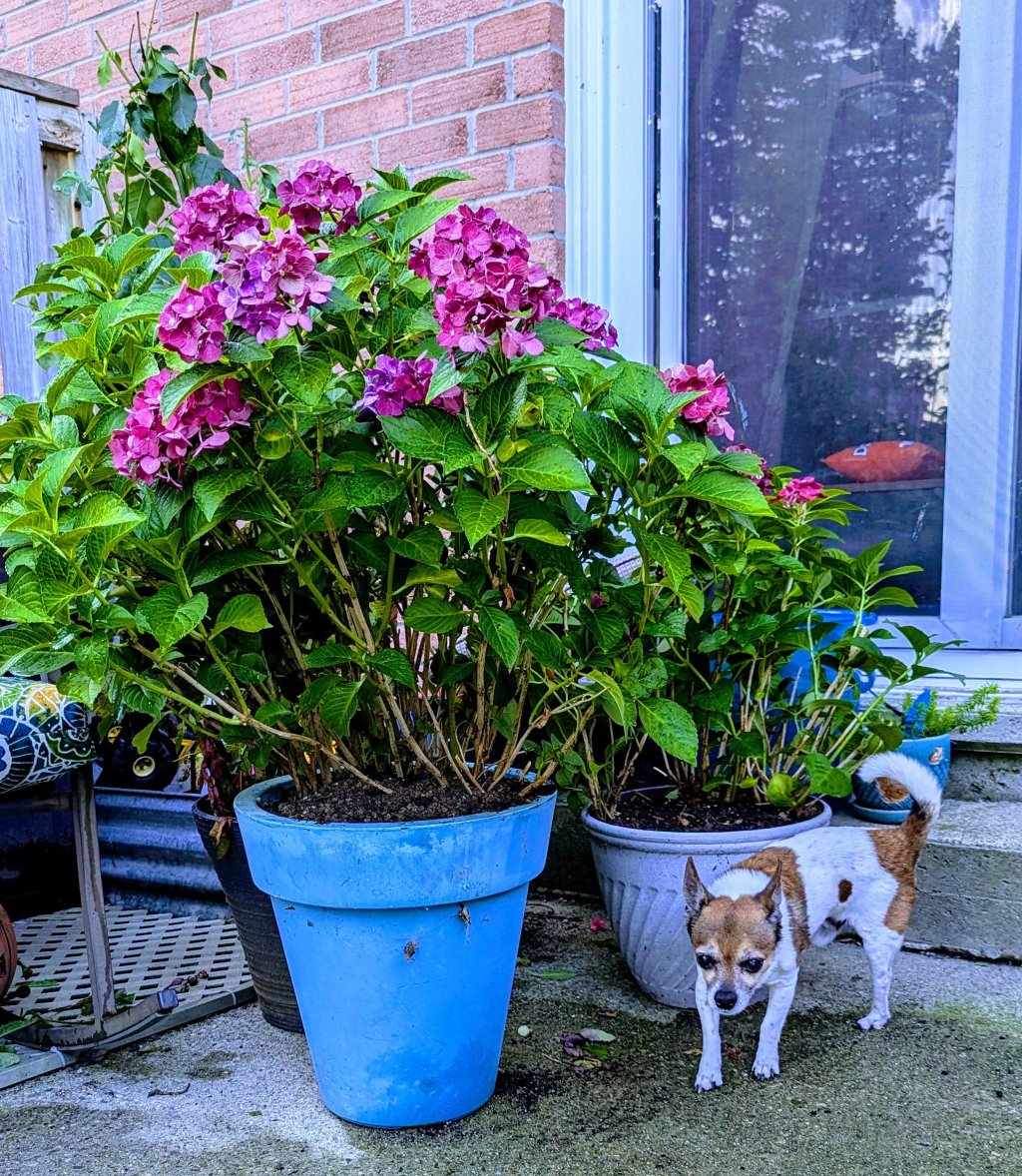 Oh no my plant is too big. -grief&nbsp;work.